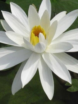 บัวหลวง สีขาว / 10 เม็ด