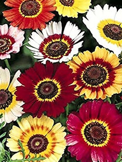 เพ้นท์ เดซี่ (Painted Daisy) หรือ เดซี่สามสี คละ / 5,000 เม็ด (UK)