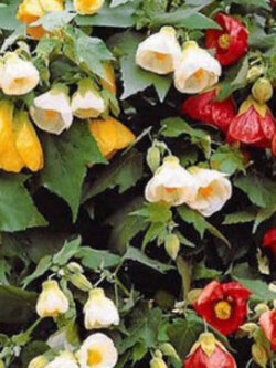 ชบาโคม (Flowering Maple) คละ / 60 เม็ด (UK)*
