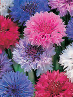 คอร์นฟลาวเวอร์ (cornflower / Centaurea Cyanus) คละ / 1,000 เม็ด (Ukraine)*