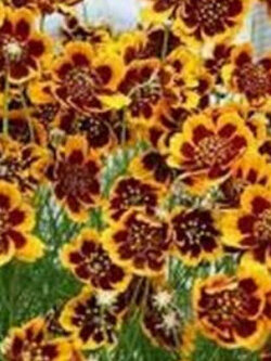 คอสมีเดียม (Cosmidium / Burridgeanum Brunette) / 25 เม็ด (USA)