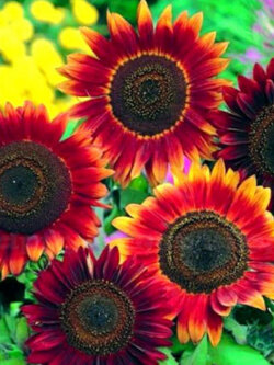 ทานตะวัน เรด ซัน (Sunflower - Red Sun) / 220 เม็ด (UK)*