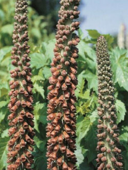 ดิจิทาลิส - มิลค์ ช็อคโกแลท (Digitalis - Milk Chocolate) / 25 เม็ด (UK)*