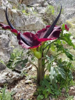 Dragon Arum หรือ Dragon Lily / 5 เม็ด (Czech)