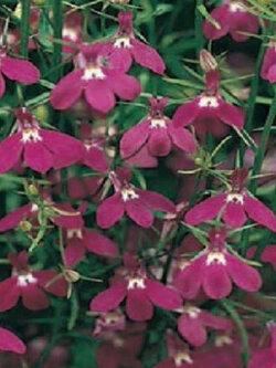 โลบีเลีย - ฟาวเท่น คริมสัน (Lobelia - Fountain Crimson) / 5,000 เม็ด (UK)*