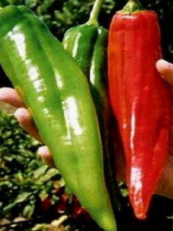 พริกยักษ์ นูเม็กซ์ บิ๊ก จิม (Numex Big Jim) / 25 เม็ด (Italy)*