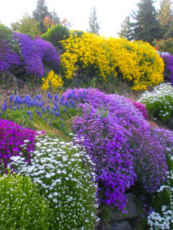 ชุดรวมไม้ดอกจัดสวนหิน (Rockery Flowers) / น.น. 0.5 กรัม (UK)