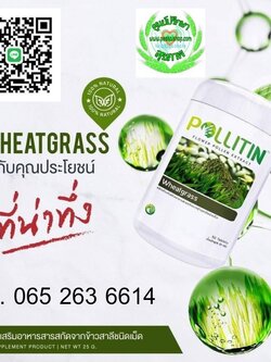 Wheatgrass วีทกราส พอลลิติน (ต้นอ่อนข้าวสาลี)