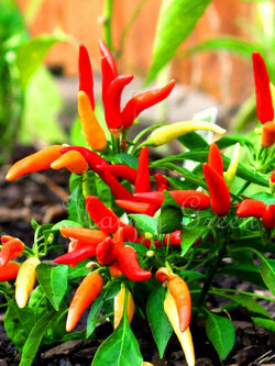 พริกหวาน (Sweet Pepper) / 50 เม็ด (UK)