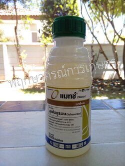 แมทช์ 050 อีซี