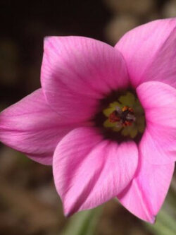 โรมูเลีย (Romulea tetragona) สีชมพู / 5 เม็ด (Spain)
