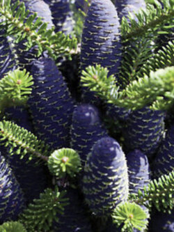 สนเกาหลี (Abies Koreana) สีม่วง / 25 เม็ด (China)*