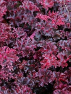 ฮิวเชร่า (Heuchera - Melting Fire) / 15 เม็ด (Australia)*