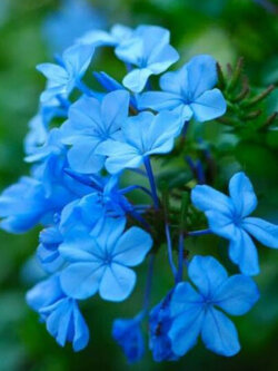 เวอร์บีนาเลื้อย (Trailing Verbena) สีฟ้าอ่อน / 200 เม็ด (Ukraine)