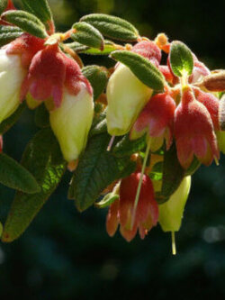 เจ้าหญิงสโนว์ไวท์ (Snow White Princess / Pucachaglla) / 20 เม็ด (Portugal)