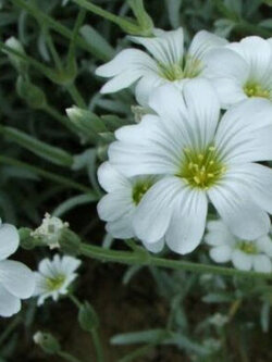 สโนว์ อิน ซัมเมอร์ (Snow in Summer) / 1,200 เม็ด (UK)