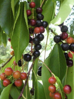 เชอร์รี่ดำ (Black Cherry / Prunus serotina) / 10 เม็ด (France)