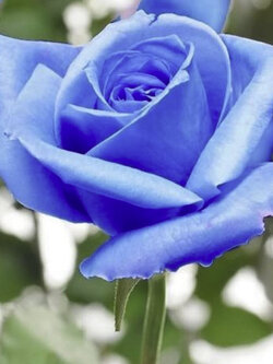 กุหลาบสีฟ้า (Blue Rose) / 5 เม็ด (USA)