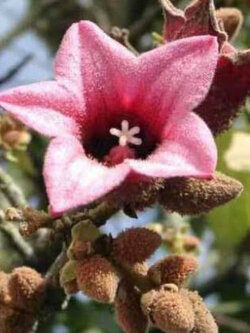 Lacebark Kurrajong หรือ Pink Kurrajong / 5 เม็ด (Australia)*