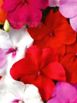 เทียนฝรั่ง (Busy Lizzie - Baby Series) คละสี / 230 เม็ด (UK)*