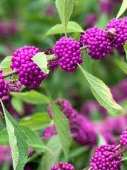 อเมริกันบิวตี้เบอรี่ (America Beauty Berry) / 20 เม็ด (USA)*