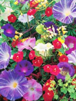 ชุดรวมดอกไม้เลื้อย / น.น. 3 กรัม (UK)*