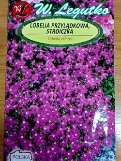 โลบีเลียเลื้อย-คาร์มาย แดง (Carmine-red edging Lobelia) / 3,200 เม็ด (Poland)*