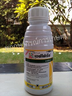 เอฟโฟเรีย 247 แซดซี 500 ซีซี