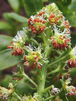 มิกโนเน่ต์ (Mignonette / Reseda Odorata) / 1,200 เม็ด (UK)