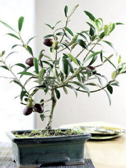 มะกอกโอลีฟ บอนไซ (Olive Oil Bonsai / Olea europaea) / 5 เม็ด (Spain)*