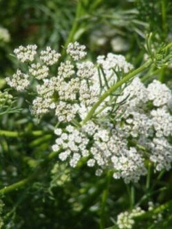 เทียนสัตตบุษย์ (Pimpinella anisum) / 100 เม็ด (France)