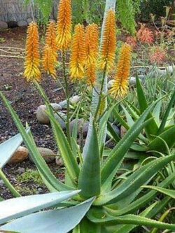 ว่านหางจระเข้ Aloe of Namibia / 10 เม็ด (Portugal)*