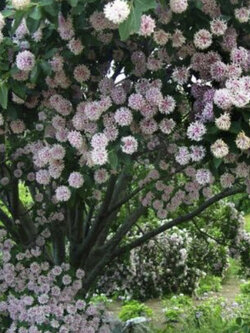 ปอมปอม (Pompom tree / Dais Cotinifolia) / 10 เม็ด (UK)