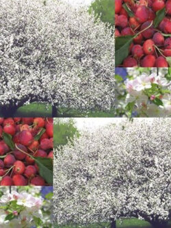 ไซบีเรียน แครปแอปเปิ้ล (Siberian Crabapple) / 10 เม็ด (Moldova)