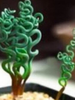 สไปร่อล แกรส (Spiral Grass) / 25 เม็ด (USA)*