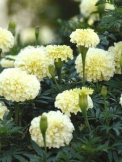 ดาวเรืองฝรั่งเศส (F1 French Marigold-French Vanilla) / 15 เม็ด (UK)