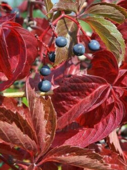 เวอร์จิเนีย ครีพเปอร์ (Virginia Creeper) / 25 เม็ด (Hungary)