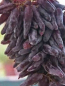 องุ่นนิ้ว หรือองุ่นนิ้วมือนาง (Finger grape) / 25 เม็ด*