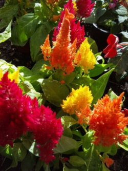 สร้อยไก่ (Celosia Plumosa) คละ / 500 เม็ด (Spain)*