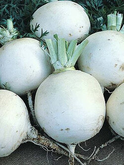 เทอร์นิพ - สโนว์บอล (Turnip - Snowball) / 50 เม็ด (UK)