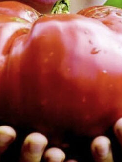 มะเขือเทศยักษ์ (Tomato Monster) / 50 เม็ด (Croatia)*