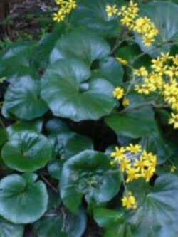 เสือดาว (Leopard Plant) / 10 เม็ด (USA)*