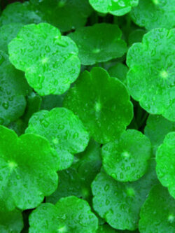 บัวบก (Centella asiatica) / 50 เม็ด (France)