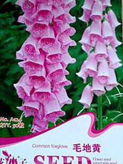 ดิจิทาลิส หรือถุงมือจิ้งจอก (Common Foxglove) คละ / ซอง 50 เม็ด (China)*