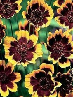 คอสมีเดียม (Cosmidium / Burridgeanum Brunette) / 50 เม็ด (USA)