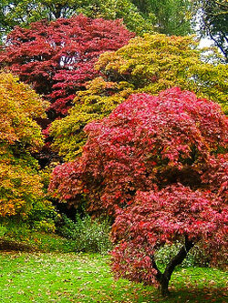 เมเปิลญี่ปุ่นใบเล็ก (Japanese maple) ต้นเตี้ย สีแดง / 20 เม็ด (Spain)
