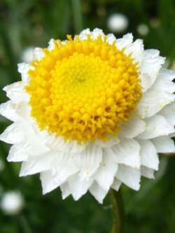วิงก์ เอฟเวอลาสติ้ง (Winged Everlasting) / 2,000 เม็ด (UK)