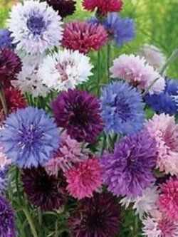 คอร์นฟลาวเวอร์ (Cornflower) คละ / 100 เม็ด (Ukraine)*
