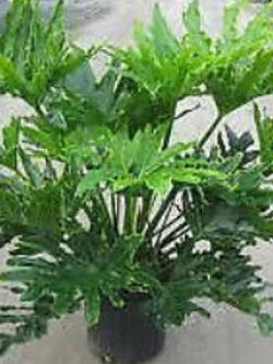 ฟิโลใบมะละกอ หรือ ฟีโล ซีลอม (Philodendron selloum) / 10 เม็ด*