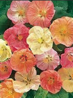 ชบาโคม (Flowering Maple) คละ / 50 เม็ด (USA)*